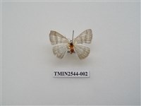 藏品(尺蛾32)的圖片